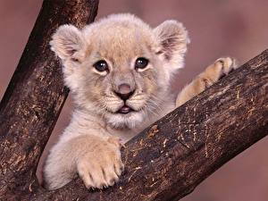 Fotos Große Katze Löwe Jungtiere ein Tier