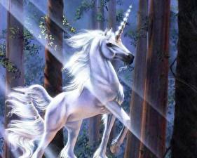 Fonds d'écran Magiques animaux Licornes Fantasy