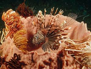 Bakgrunnsbilder Undervannsverdenen En fisk Drakefisker