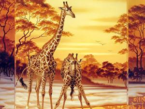 Fotos Giraffen Tiere