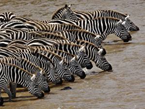 Picture Zebras