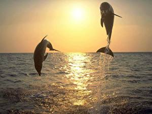 Photo Dolphins animal