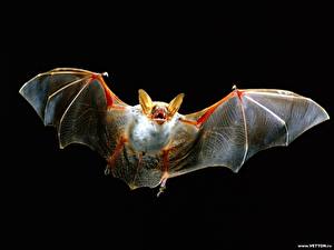 Papel de Parede Desktop Morcegos Fundo preto Animalia