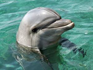 Bureaubladachtergronden Dolfijnen Dieren