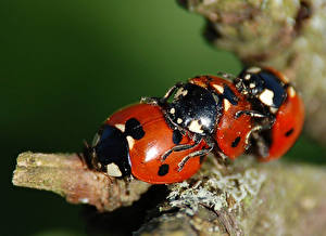 Photo Insects Lady beetle Three 3 animal