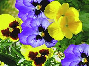 Hintergrundbilder Garten-Stiefmütterchen Blüte