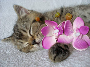 Hintergrundbilder Hauskatze Orchidee Katzenjunges Tiere