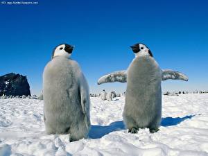 Bakgrunnsbilder Pingviner