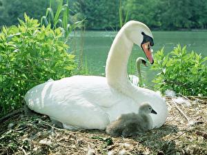 Images Bird Swan