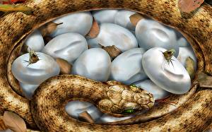 Fondos de escritorio Serpentes Huevo Animalia
