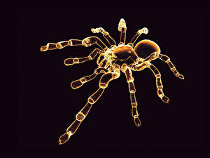 Hintergrundbilder Insekten Webspinnen Schwarzer Hintergrund ein Tier