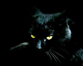 Bilder Katze Schwarzer Hintergrund Tiere