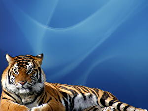 Fotos Große Katze Tiger Farbigen hintergrund Tiere
