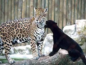 Fotos Große Katze Schwarzer Panther Jaguaren ein Tier