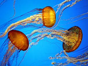 Hintergrundbilder Unterwasserwelt Medusen ein Tier