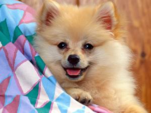 Bilder Hunde Spitz ein Tier