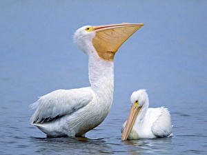 Bakgrundsbilder på skrivbordet Fåglar Pelikan Djur