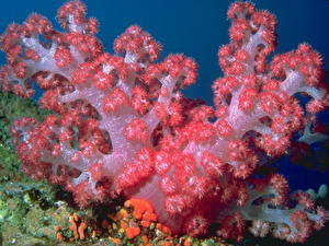 Hintergrundbilder Unterwasserwelt Koralle ein Tier
