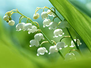 Image Lilies of the valley