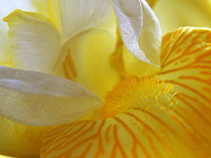 Picture Irises flower