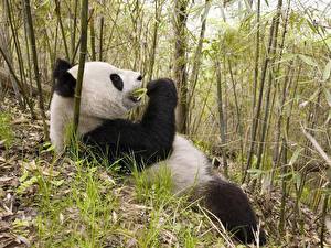 Papel de Parede Desktop Ursos Panda-gigante animalia