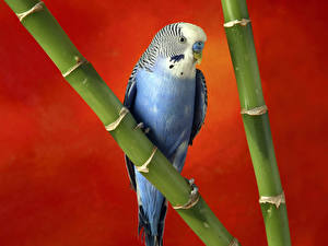 Wallpapers Birds Parrots animal