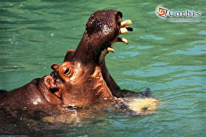 Wallpapers Hippos