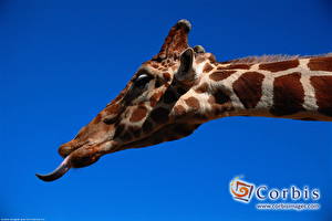 Hintergrundbilder Giraffe Farbigen hintergrund Tiere