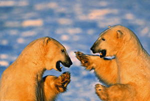 Tapety na pulpit Niedźwiedzie Niedźwiedź polarny zwierzę