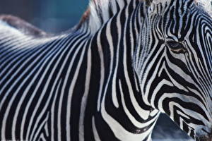 Papel de Parede Desktop Zebra um animal