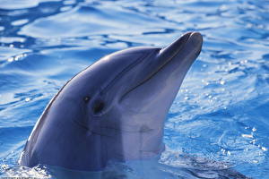 Bakgrundsbilder på skrivbordet Delfiner Djur