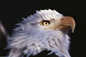 Images Birds Eagle