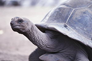 Hintergrundbilder Schildkröten ein Tier