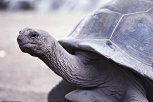 Fonds d'écran Tortues un animal