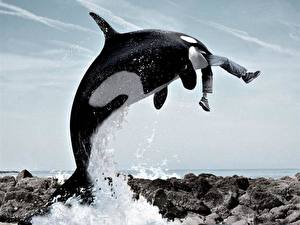 Pictures Orca Animals