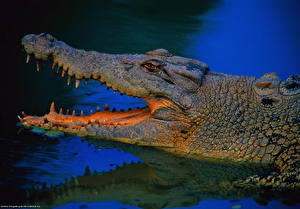 Fonds d'écran Crocodile Animaux