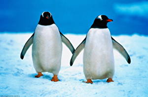 Bakgrunnsbilder Pingvin