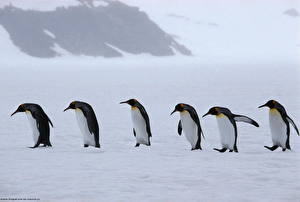Fotos Pinguine Tiere
