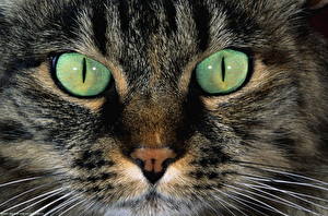 Tapety na pulpit Kot domowy Oczy Spojrzenie Wibryssy Kufa Nos Zwierzęta