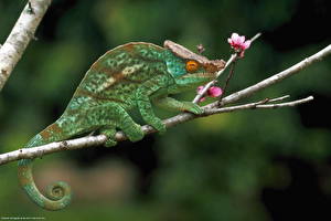 Fotos Reptilien Chamäleons ein Tier