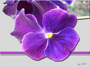 Bilder Garten-Stiefmütterchen Blumen