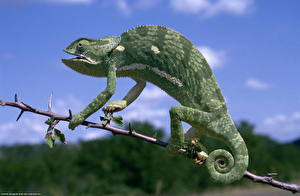Desktop hintergrundbilder Reptilien Tiere