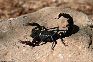Фото Насекомые Скорпионы животное