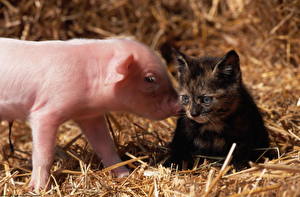 Images Cat Domestic pig Kittens animal