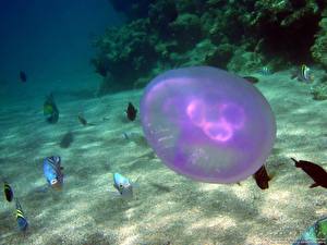 Bilder Unterwasserwelt Qualle Tiere