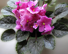 Fotos Veilchen Blumen