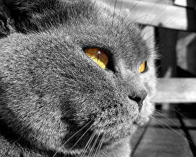Sfondi desktop Gatti Il muso Grigia Animali