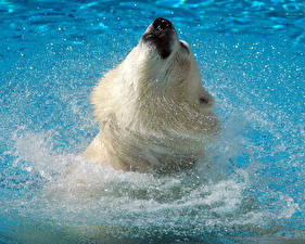 Pictures Bears Polar bears Water splash animal
