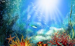 Papel de Parede Desktop Mundo subaquático Corais animalia