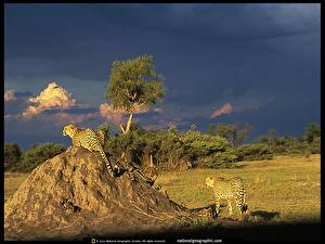 Bureaubladachtergronden Pantherinae Jachtluipaard een dier